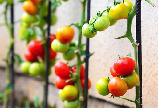 Close up of growing tomatoes lean on metal pole in the garden.