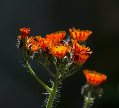 Fox and Cubs wild flowers against dark background.