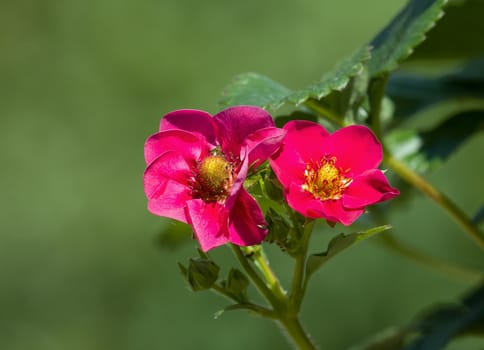 Pink Strawberry flowers with fruit forming.