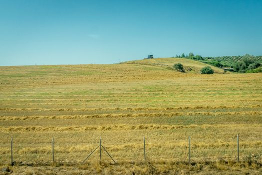 Grass meadow on the spanish countryside of Cordoba, Spain,Europe on a bright sunny day with blue sky