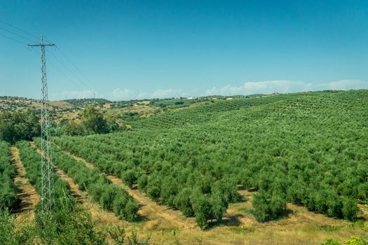 Bunch of olive trees being grown in the spanish countryside of Cordoba, Spain, Europe on a bright sunny day with blue sky