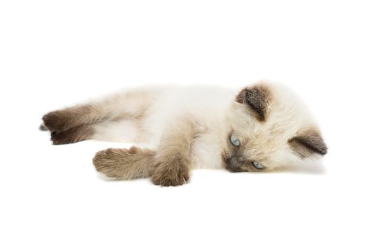 Kitten on white background, kitten plays, summer, Siamese cat