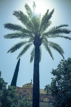 Sunshine over a palm tree in the Mosque Church, Mezquita de Córdoba,the Great Mosque of Córdoba, Mosque-Cathedral,La Mezquita, Mezquita,Cordoba, Spain, Europe