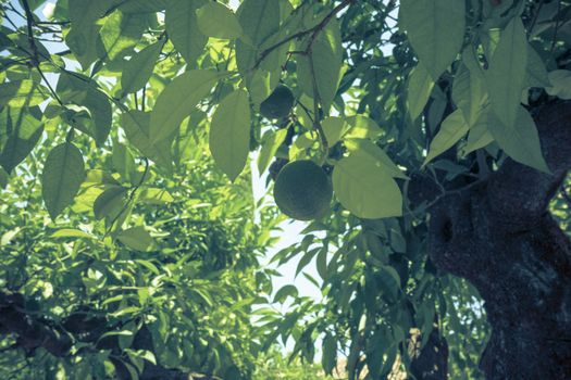 An Orange fruit tree in Cordoba, Spain, Europe used to make marmalade