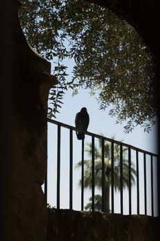 A pigeon resting on a grill in Alcazar palace, Cordoba, Spain, Europe