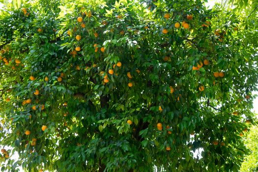 An Orange fruit tree in Cordoba, Spain, Europe used to make marmalade