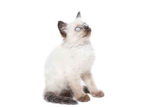 Kitten on white background, kitten plays, summer, Siamese cat