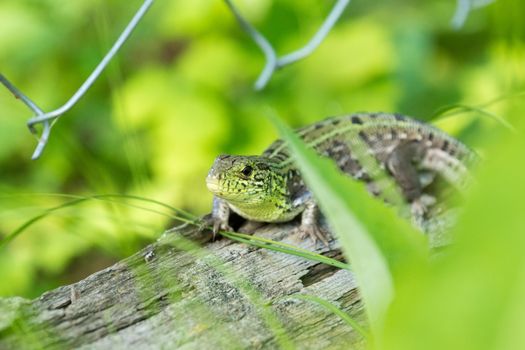 Green lizard on a log, Russia, a village, summer, 2017