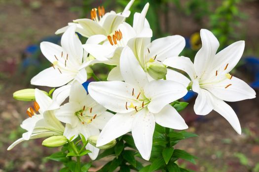 Lilies in the garden, White lilies, Russia, Moscow
