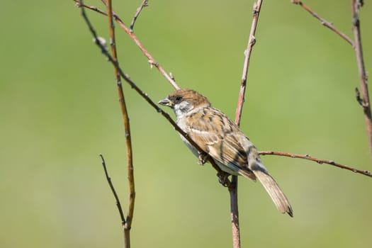 Sparrow on a branch on a green background, Russia, village, summer