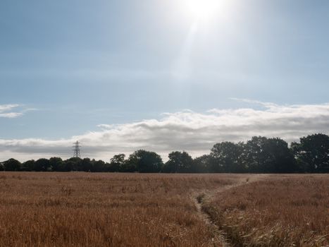field of golden grass wheat in summer wivenhoe essex england uk