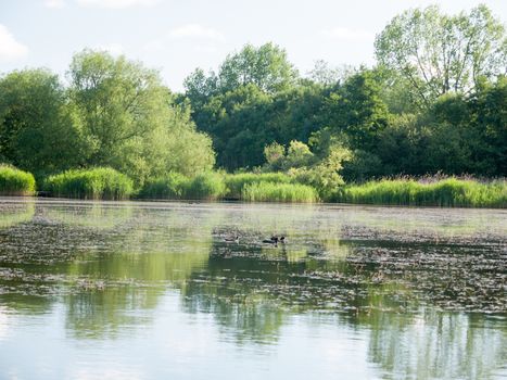 lake surface top with trees and sky outside with moorhen ducks wivenhoe essex england uk