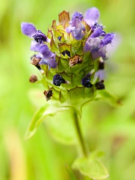 growing purple wildflower uk summer top view