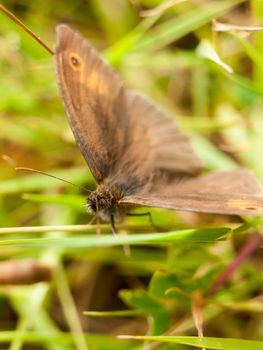 beautiful brown spotted butterfly close up in summer on leaf gathering