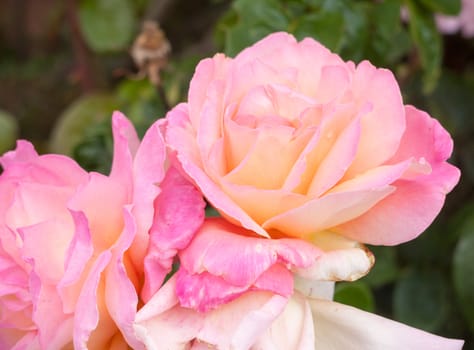 gorgeous bright pink flower tips of a pink rose plant ripe in bloom