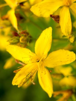 yellow golden fresh peaceful and lush flower head close up in detail Hypericum perforatum