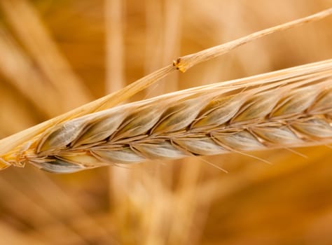 golden shiny dazzling wheat grass head fresh and new