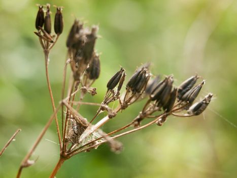 selective focus on dead ends of a flower in meadow summer