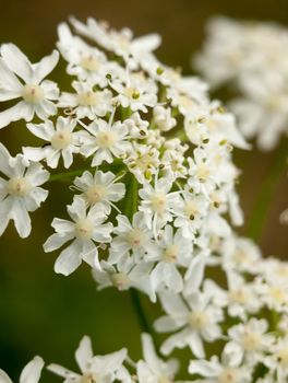 macro fresh new creamy white flower heads inspiring