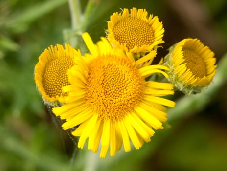 glowing yellow round lush sun flower head buds starting