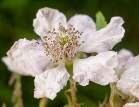 isolated single full bramble flower outside fresh and new season