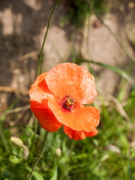 close up of open red poppy flower head in field
