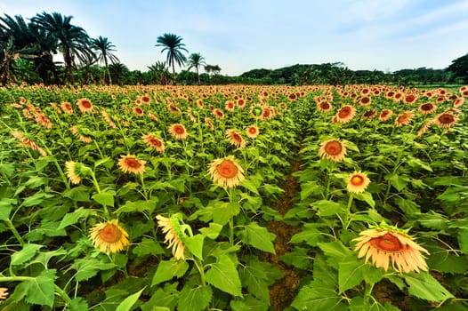 Sunflower field