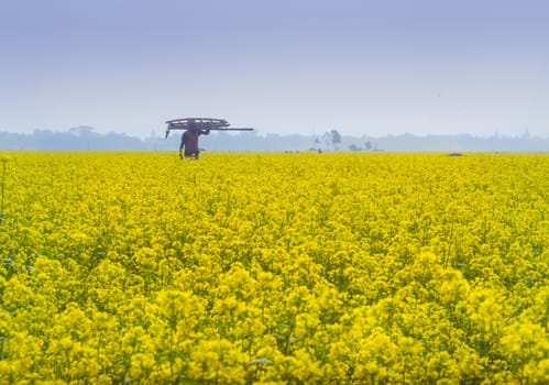 Beautiful yellow mustard flowers in a gorgeous field, Golden flowering canola field under a blue sky before harvest,