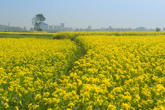 Beautiful yellow mustard flowers in a gorgeous field, Golden flowering canola field under a blue sky before harvest,