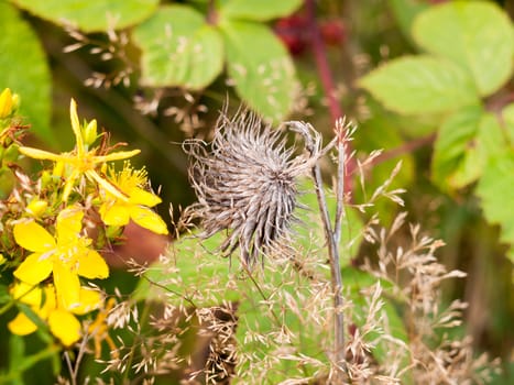 a beautiful elegant detailed sharp focus dead plant skeleton in foliage; Essex; UK