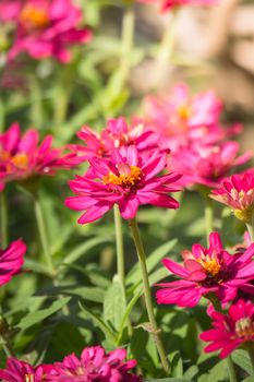 The background image of the colorful flowers, background nature