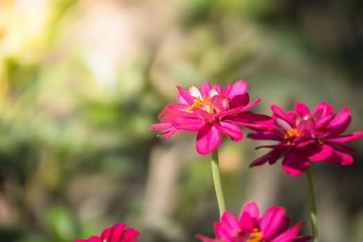 The background image of the colorful flowers, background nature