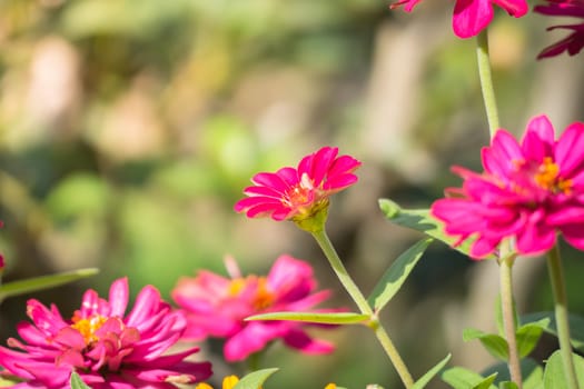 The background image of the colorful flowers, background nature