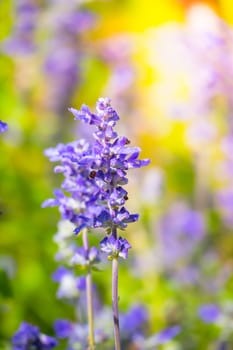 The background image of the colorful flowers, background nature