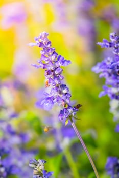 The background image of the colorful flowers, background nature