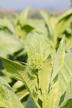 Close up Common tobacco, the Nicotiana tabacum is an annually-growing herbaceous plant