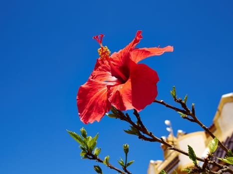 Beautiful Red blooming Hibiscus flower summer travel Spain