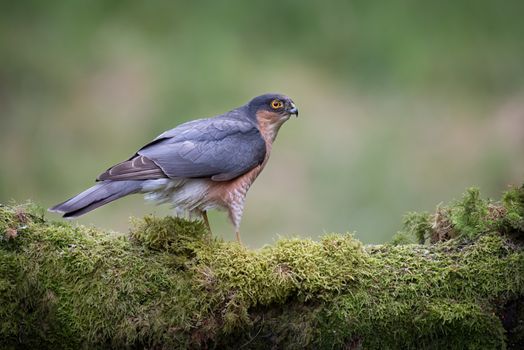Close up of an alert looking male sparrowhawk perched on a lichen covered log and looking to the right