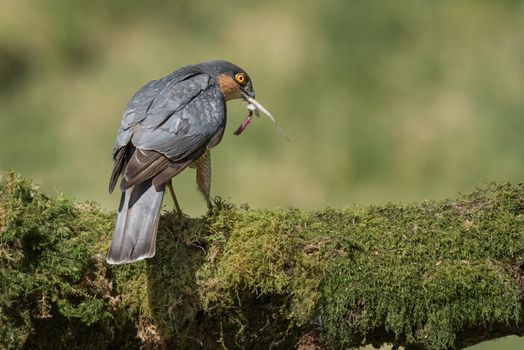 Close up of a male sparrowhawk perched on a lichen covered log finishing eating its prey with tail of mouse sticking out of its beak