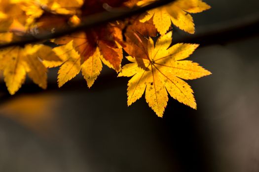 Red leave of maple tree for autumn  fall background