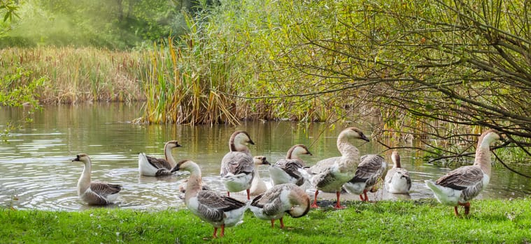 Group of the domestic gray geese on the shore of a pond, overgrown with reeds and willow
