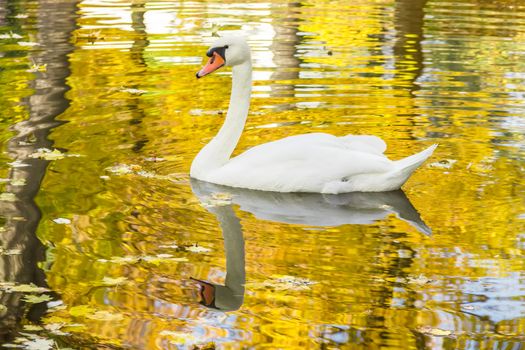 White swan floating on the pond among a golden fallen leaves
