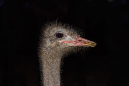 Head and part of a neck of the African ostrich close-up on a dark background
