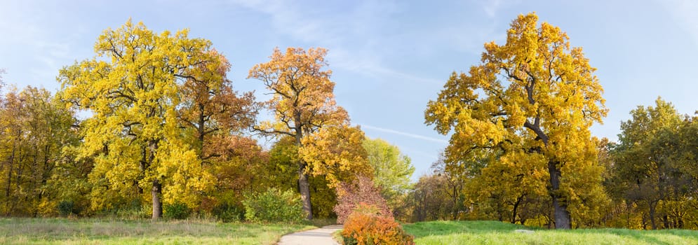 Panorama of the park with old oaks with yellowed leaves at the edge of a glade and the path in the middle at autumn evening
