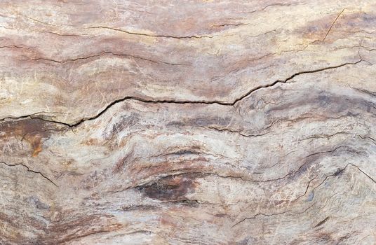 Background of the old trunk of the withered fruit tree covered by cracks and darkened with time 
