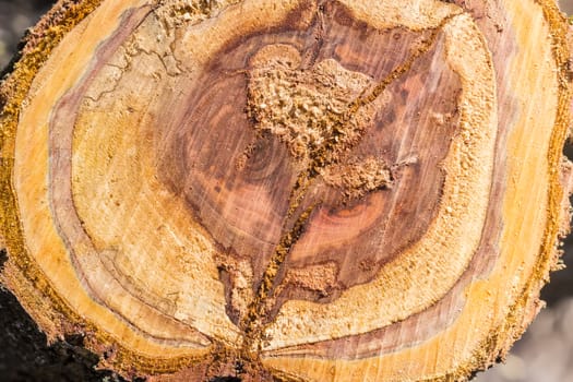 Background of the transverse cut of the partly rotten trunk of an old fruit tree covered sawdust
