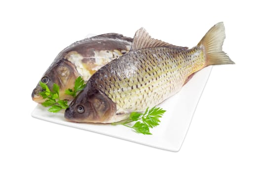 Common carp and  mirror carp with peeled scales and prepared for cooking and parsley twigs on the white square dish on a white background
