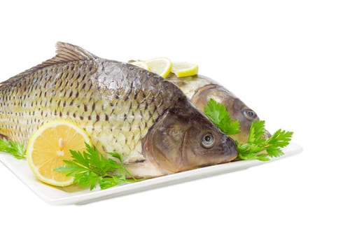 Fragment of the white square dish with two different carps with peeled scales and prepared for cooking, lemon slices and parsley twigs on a white background
