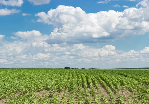 Field of the young sunflowers on a background of a sky with clouds at summer day
