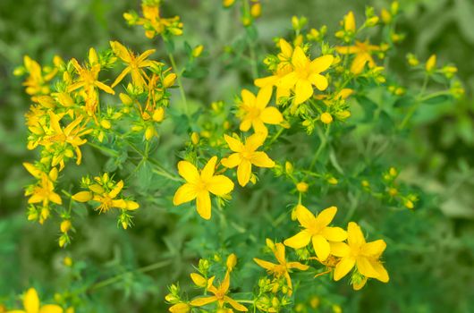 Background of the stem a St John's wort with yellow flowers 
